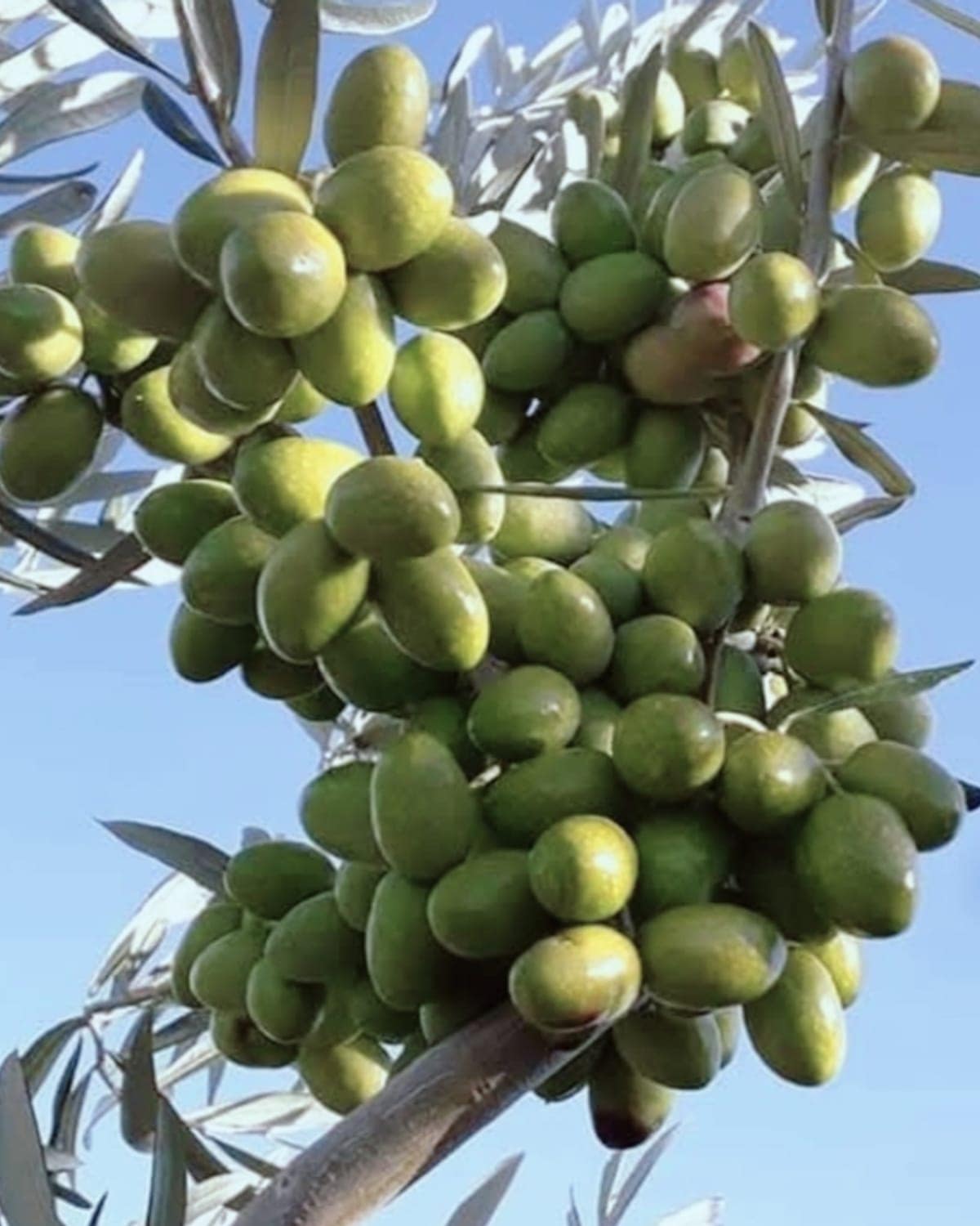 Olive dell'uliveto di Vecchio Carrubo pronte per la raccolta