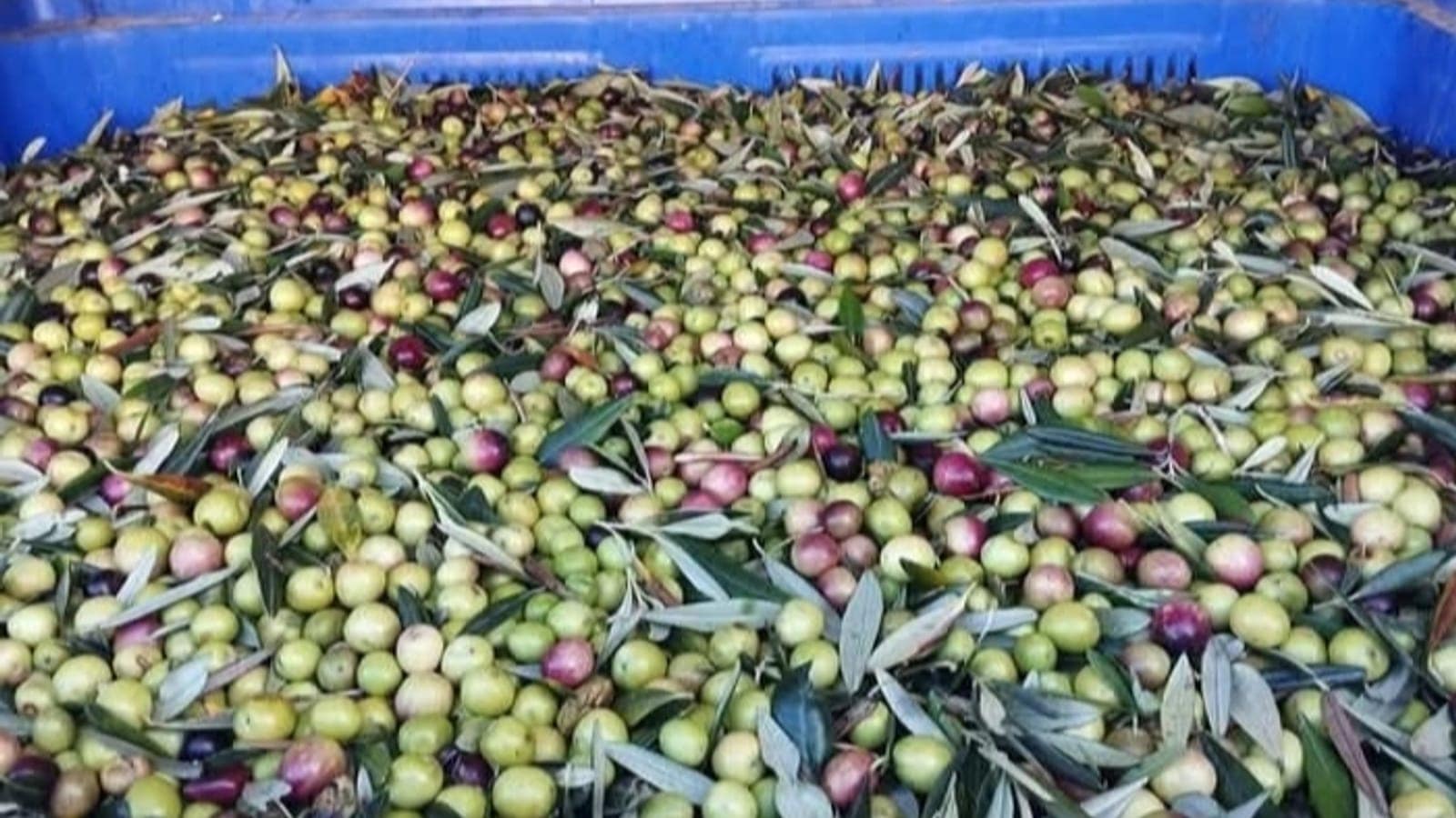 Raccolta delle olive per la produzione di olio extravergine ad Vecchio Carrubo, Cilento